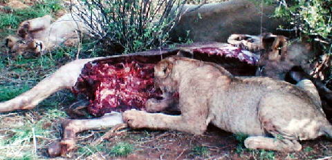 ライオンの食事1