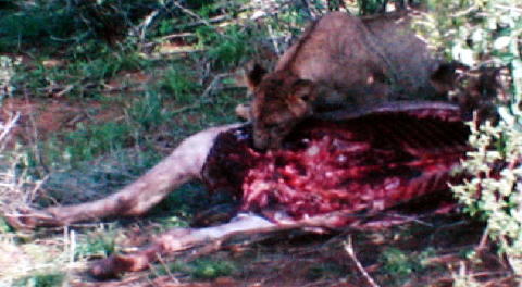 ライオンの食事3